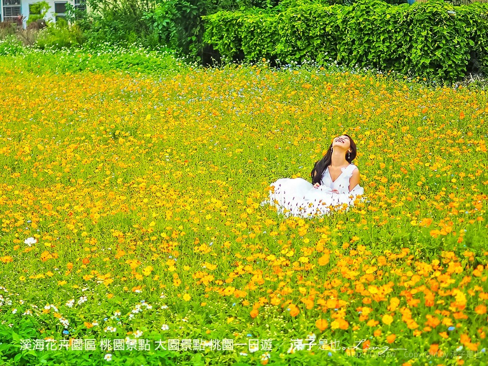 溪海休閒農業區 溪海花卉園區 桃園景點 大園景點 桃園一日遊