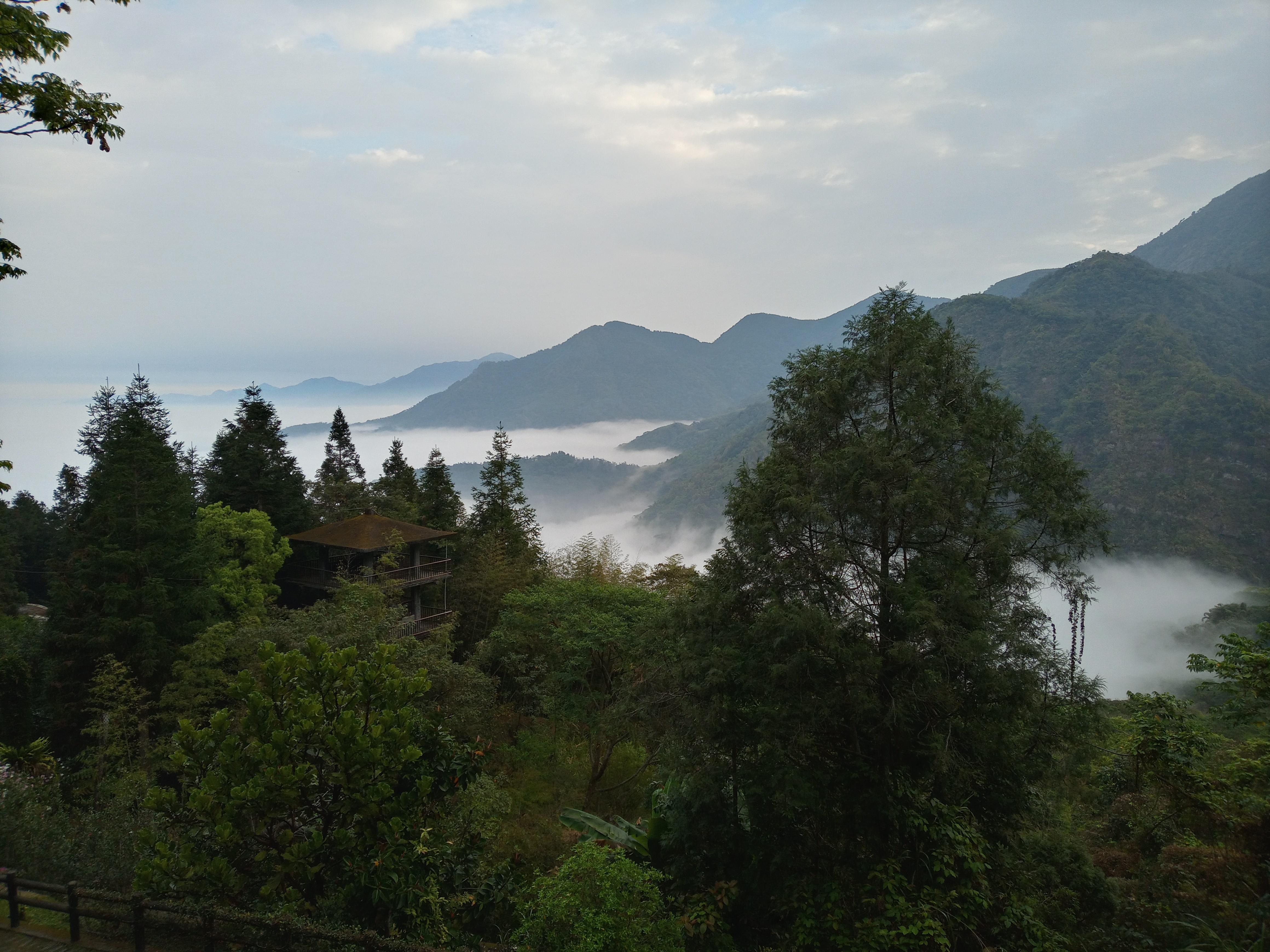 雲海鳳凰谷鳥園生態園區 南投 親子景點 森林溜滑梯 賞鳥 鹿谷 步道 吊橋 瀑布