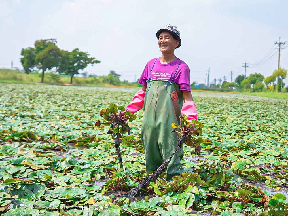 台南親子景點 2022 台南官田菱角季 官田菱角節 採紅菱體驗 划船 台南伴手禮
