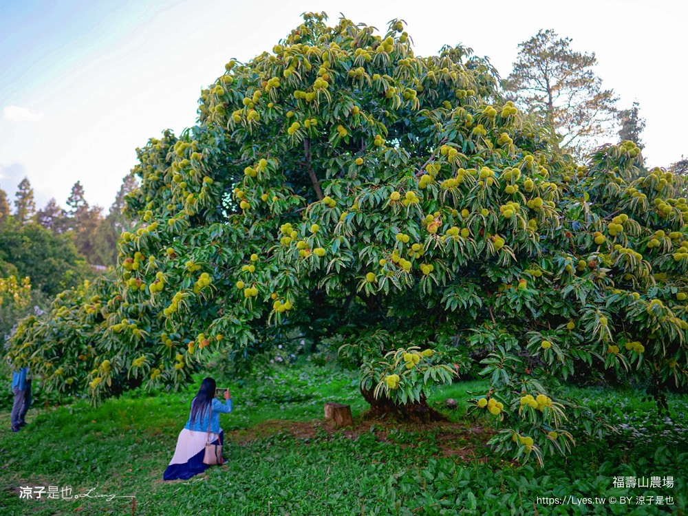 福壽山農場 民宿房型 住宿 露營 蘋果