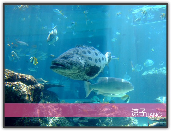 水族館04