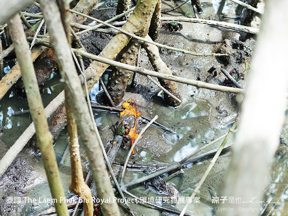 泰國 The Laem Phak Bia Royal Project 環境研究發展專案
