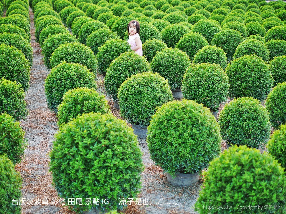 台版波波草 彰化 田尾 景點 ig