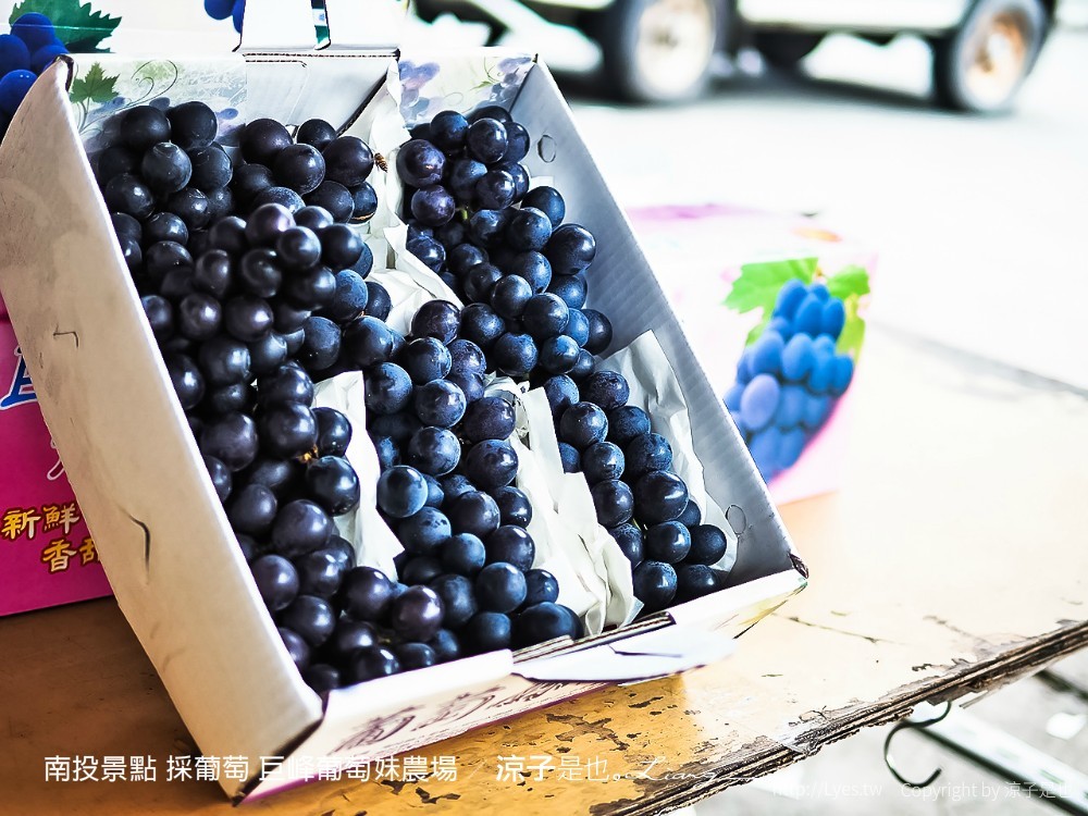 南投景點 採葡萄 巨峰葡萄妹農場