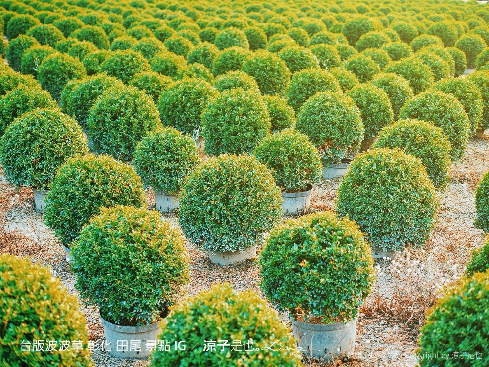 台版波波草 彰化 田尾 景點 ig