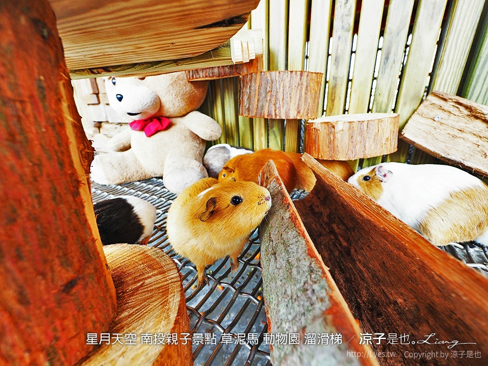 星月天空 南投親子景點 草泥馬 動物園 溜滑梯