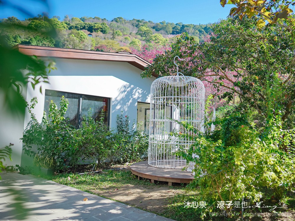 沐心泉休閒農場 2022 櫻花花況 票價 台中景點 預約 新社 親子景點 接泊車 白雪木 黃金楓