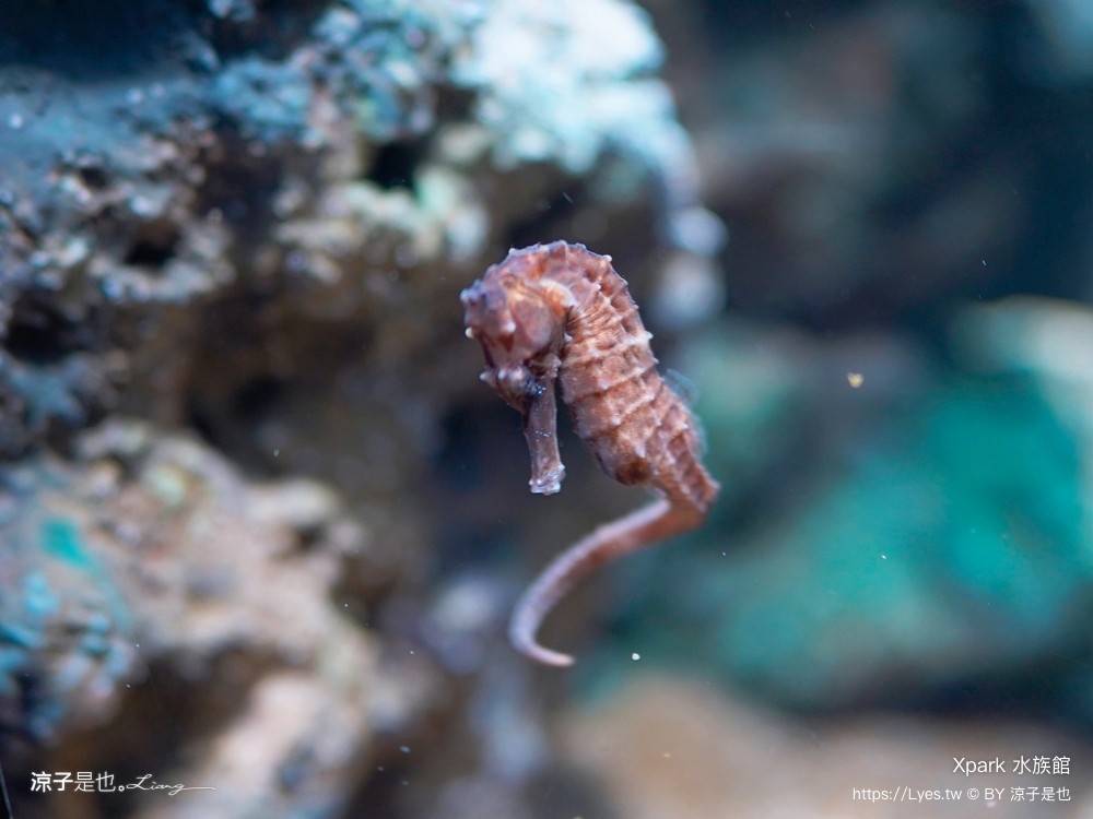 xpark水族館 門票優惠 桃園 親子景點 最新攻略 必看展區 美食餐廳 交通 停車 住宿
