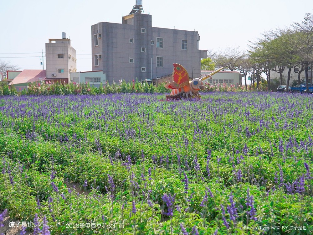 學甲蜀葵花文化節 2023 蜀葵花季 一丈紅迷宮 紫色鼠尾草 季節 花況 交通 學甲景點