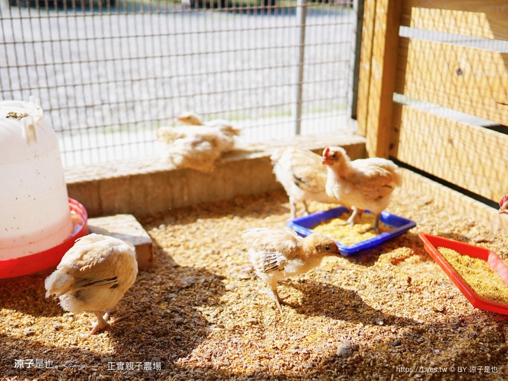 正實親子農場 門票 彰化 親子景點 撿雞蛋 氣墊樂園 溜滑梯 免費 餵小動物體驗 沙坑