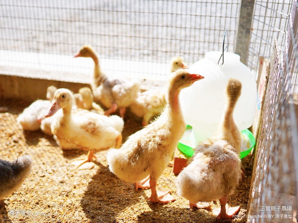 正實親子農場 門票 彰化 親子景點 撿雞蛋 氣墊樂園 溜滑梯 免費 餵小動物體驗 沙坑