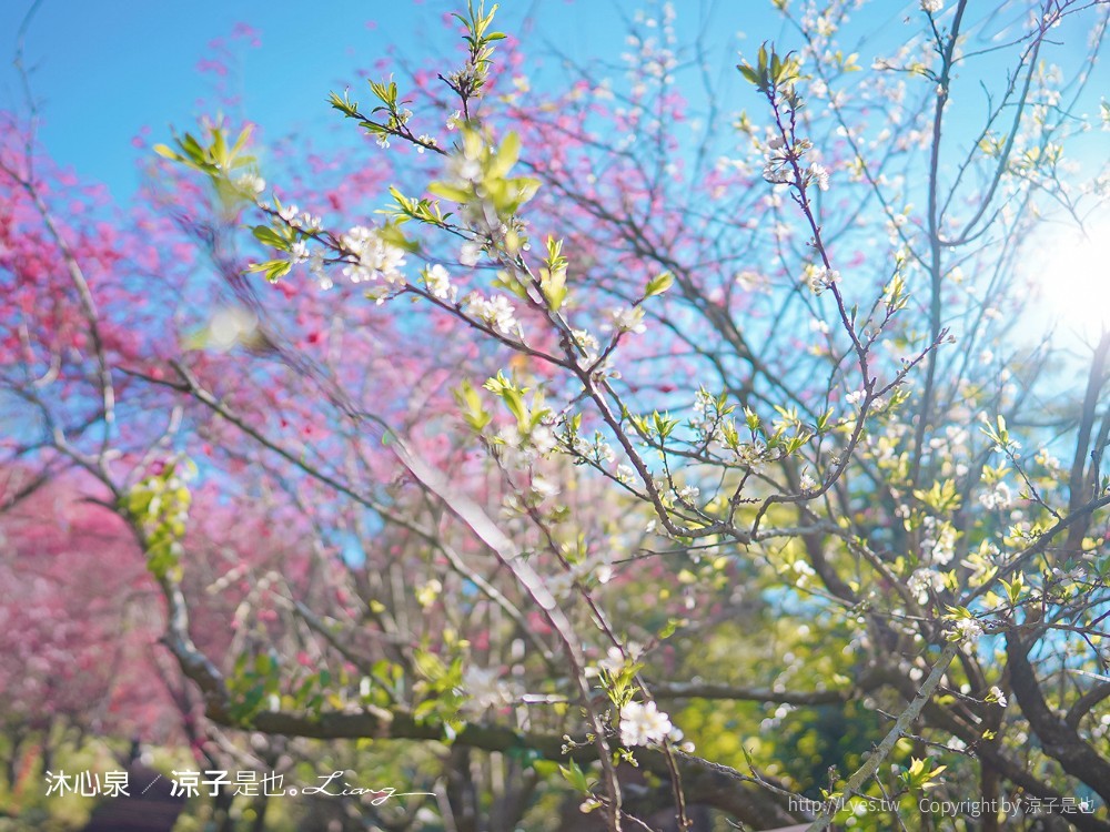 沐心泉休閒農場 2022 櫻花花況 票價 台中景點 預約 新社 親子景點 接泊車 白雪木 黃金楓