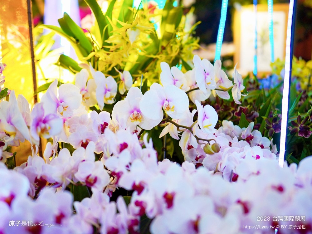 台灣國際蘭展 門票 2023時間 台南景點 魔境 恐龍 親子diy 必看亮點 台南限定蘭花
