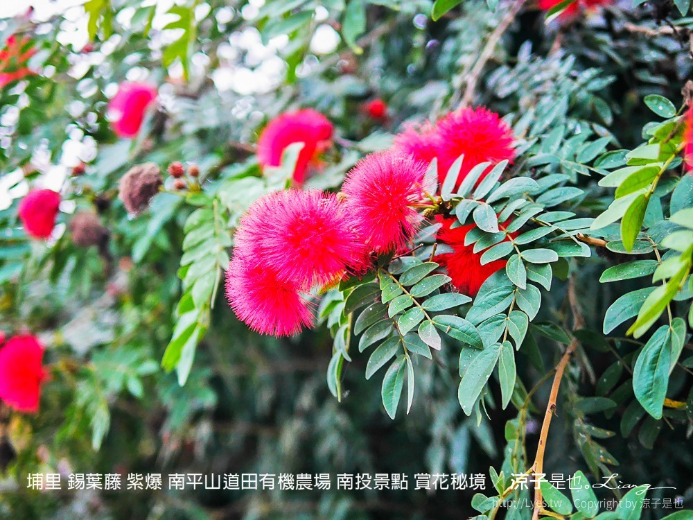 埔里 錫葉藤 紫爆 南平山道田有機農場 南投景點 賞花秘境