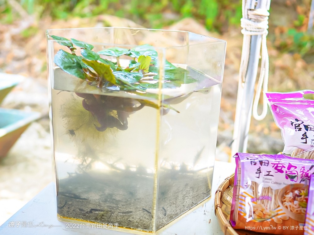 台南親子景點 2022 台南官田菱角季 官田菱角節 採紅菱體驗 划船 台南伴手禮