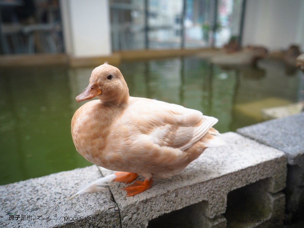 mogu kabi 豆塔專賣店 台南水豚景點 菜單 台南甜點推薦 夏威夷豆塔 台南水豚下午茶 水果塔 水豚打卡景點