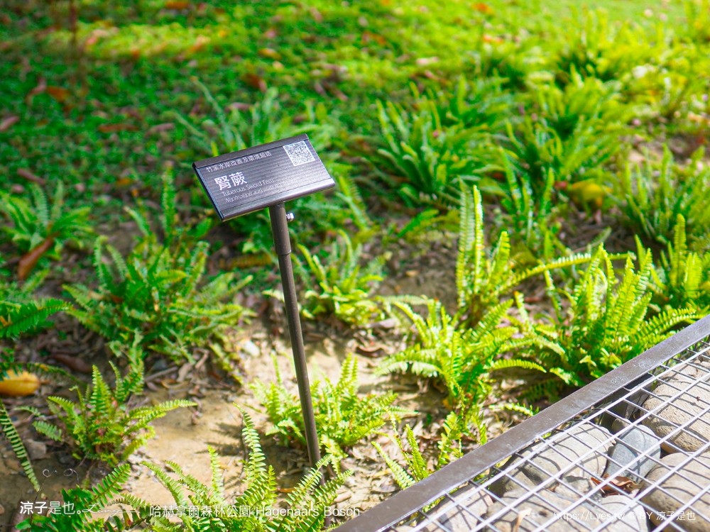 哈赫拿爾森林公園 台南景點 最新公園 森林秘境 開放時間 綠化 生態公園 交通 親子 hagenaars bosch