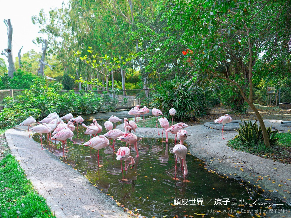 頑皮世界野生動物園攻略 門票優惠 台南親子景點 南台灣動物園 水豚君 長頸鹿 遊樂設施 戲水池