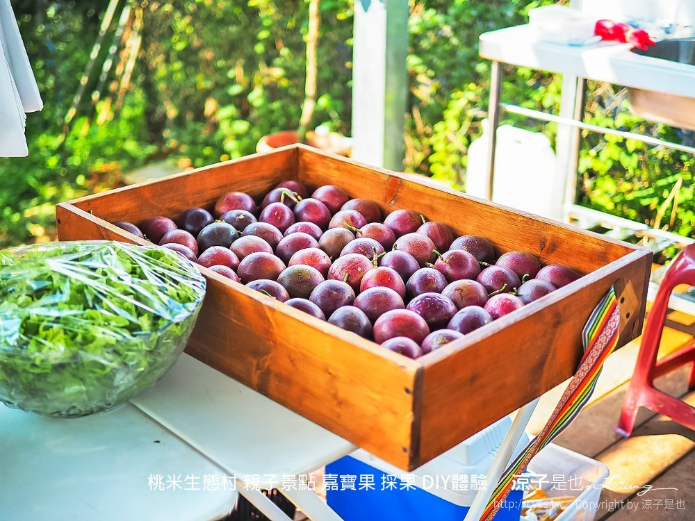 桃米生態村 南投埔里 親子景點 嘉寶果 採果 diy體驗