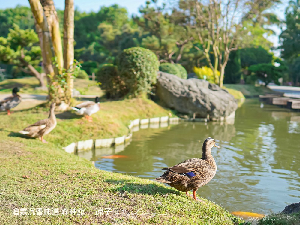 澄霖沉香味道森林館 雲林景點 愛心落羽松 湖畔步道 水之教堂 台版兼六園