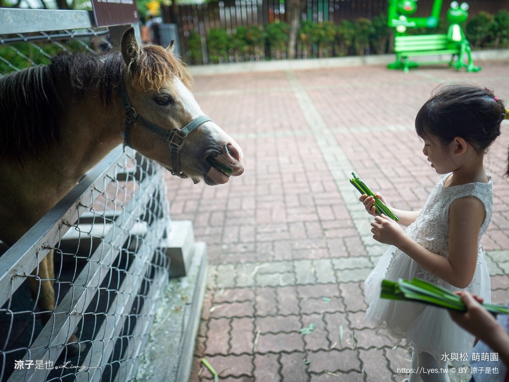 水與松萌萌園 門票 埔里 親子景點 動物園 埔里一日遊推薦 南投農場 羊駝 水豚君 南投景點