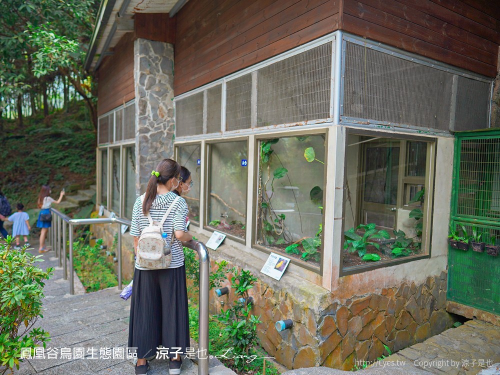 鳳凰谷鳥園生態園區 南投 親子景點 森林溜滑梯 賞鳥 DIY 鹿谷 步道 吊橋 瀑布
