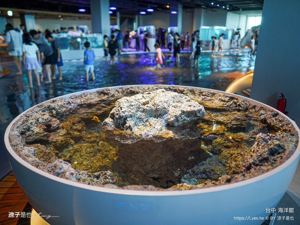 台中海洋館 門票優惠 交通 八大展區 免費票 台中親子景點 台中景點推薦 懶人包 攻略 必看特色
