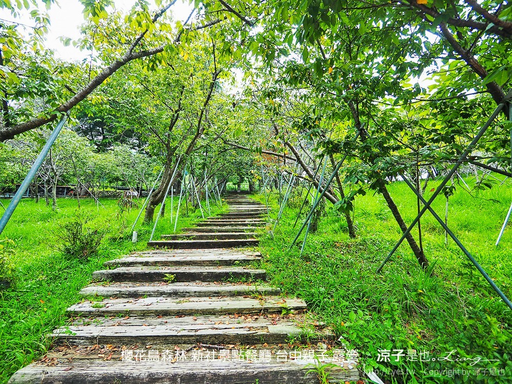 新社景點-櫻花鳥森林 迷你小火車x溜滑梯戲水區x鸚鵡放飛秀x露營 不止花好拍 親子旅遊也好玩！