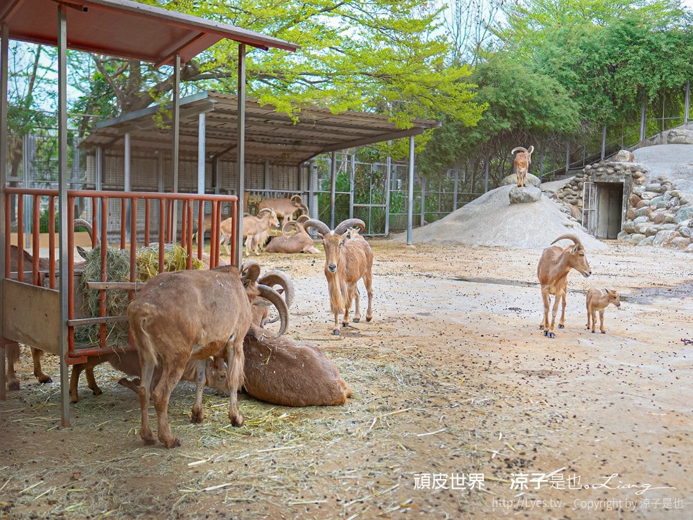 頑皮世界野生動物園攻略 門票優惠 台南親子景點 南台灣動物園 水豚君 長頸鹿 遊樂設施 戲水池