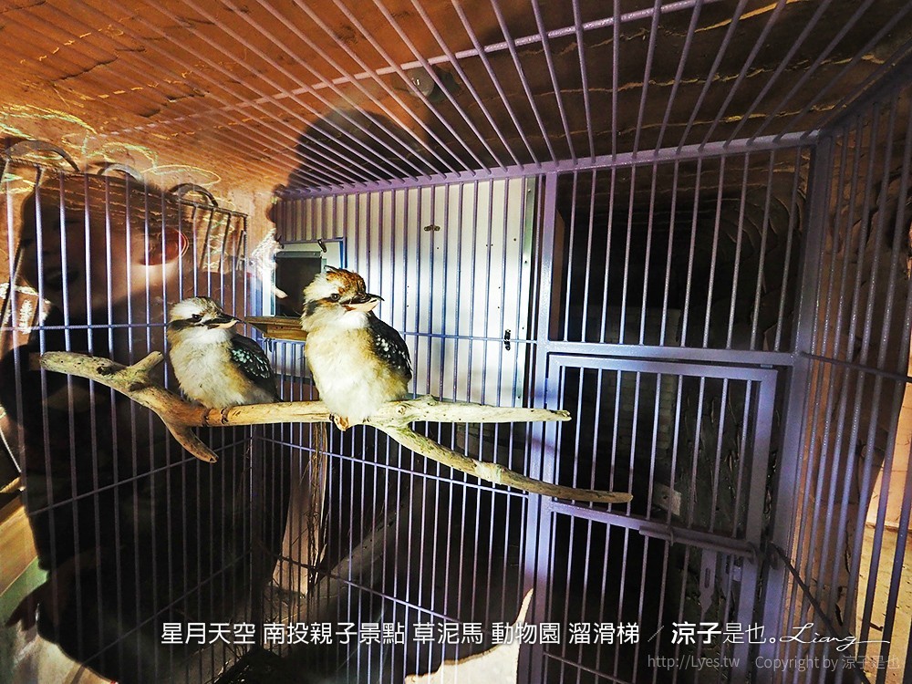 星月天空 南投親子景點 草泥馬 動物園 溜滑梯