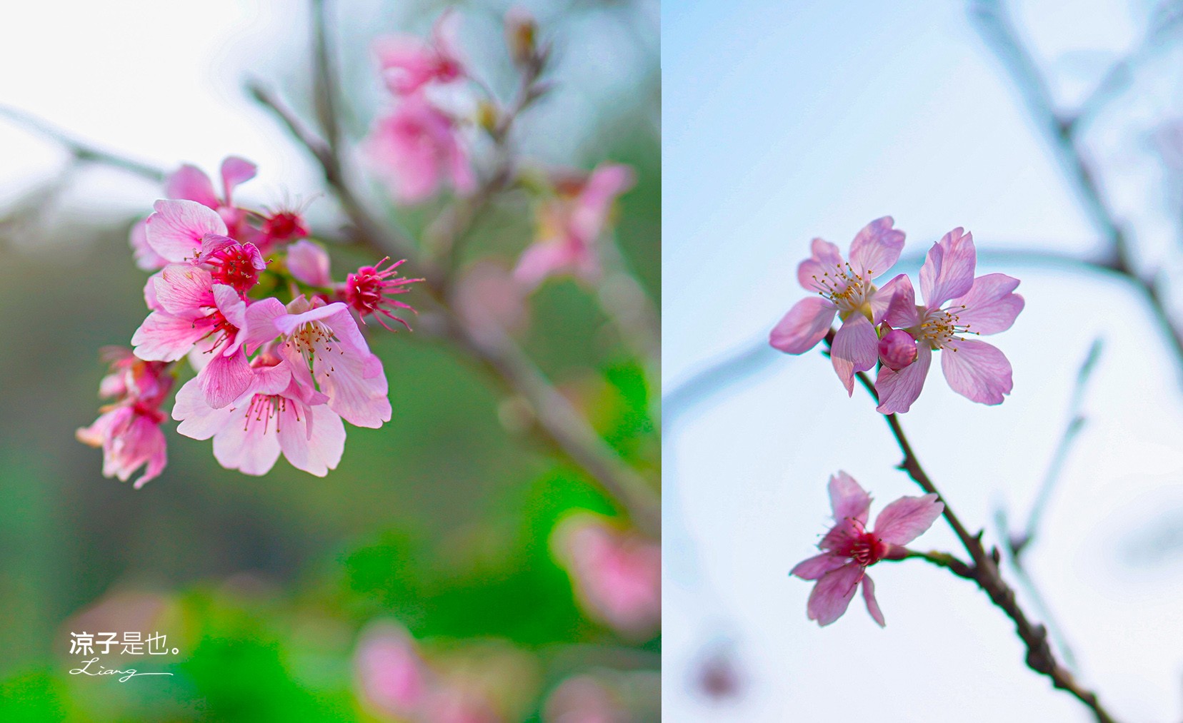 葉子秘境 南投埔里民宿 森林住宿 villa 豪華懶人露營 一泊二食 飯店 netflix disney 日月潭 早餐 晚餐