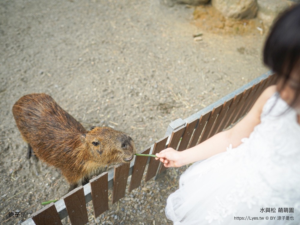 水與松萌萌園 門票 埔里 親子景點 動物園 埔里一日遊推薦 南投農場 羊駝 水豚君 南投景點