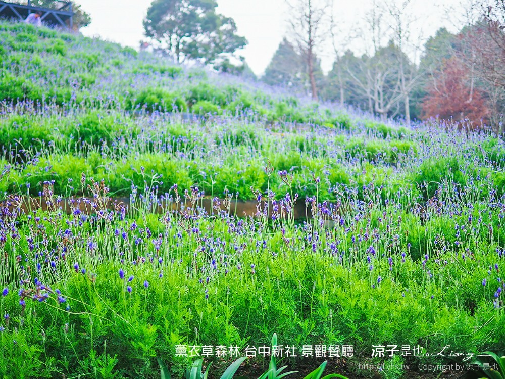 薰衣草森林 台中新社 景觀餐廳