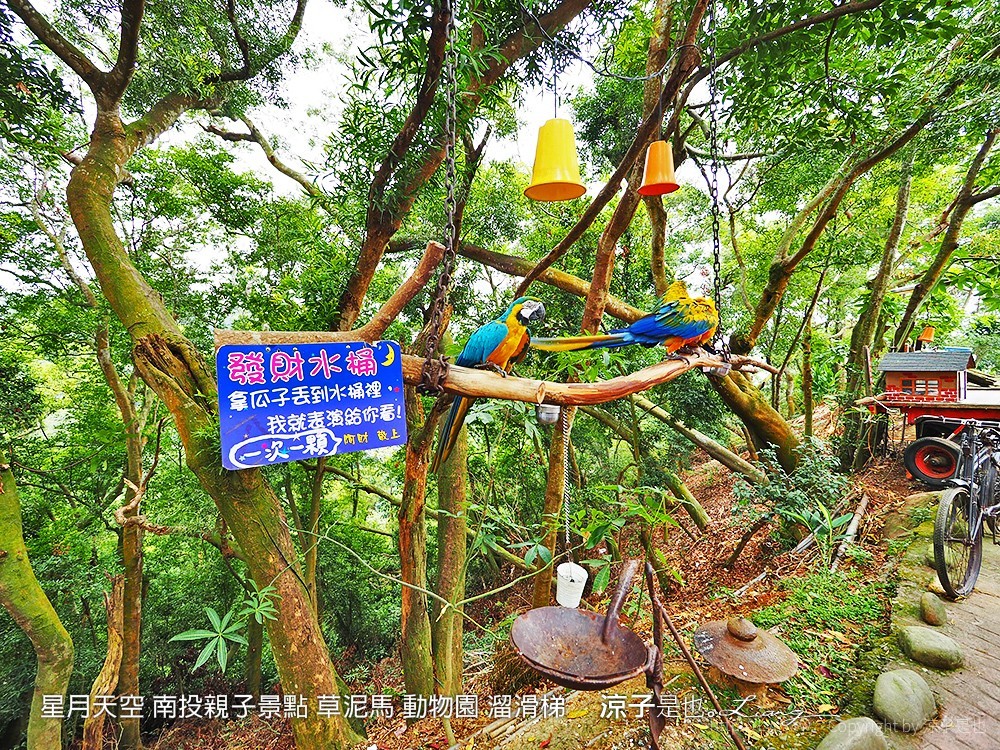 星月天空 南投親子景點 草泥馬 動物園 溜滑梯