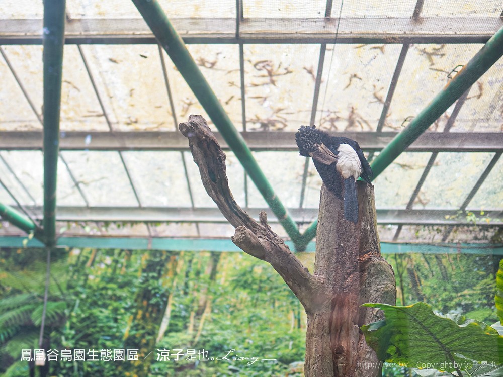 鳳凰谷鳥園生態園區 南投 親子景點 森林溜滑梯 賞鳥 DIY 鹿谷 步道 吊橋 瀑布