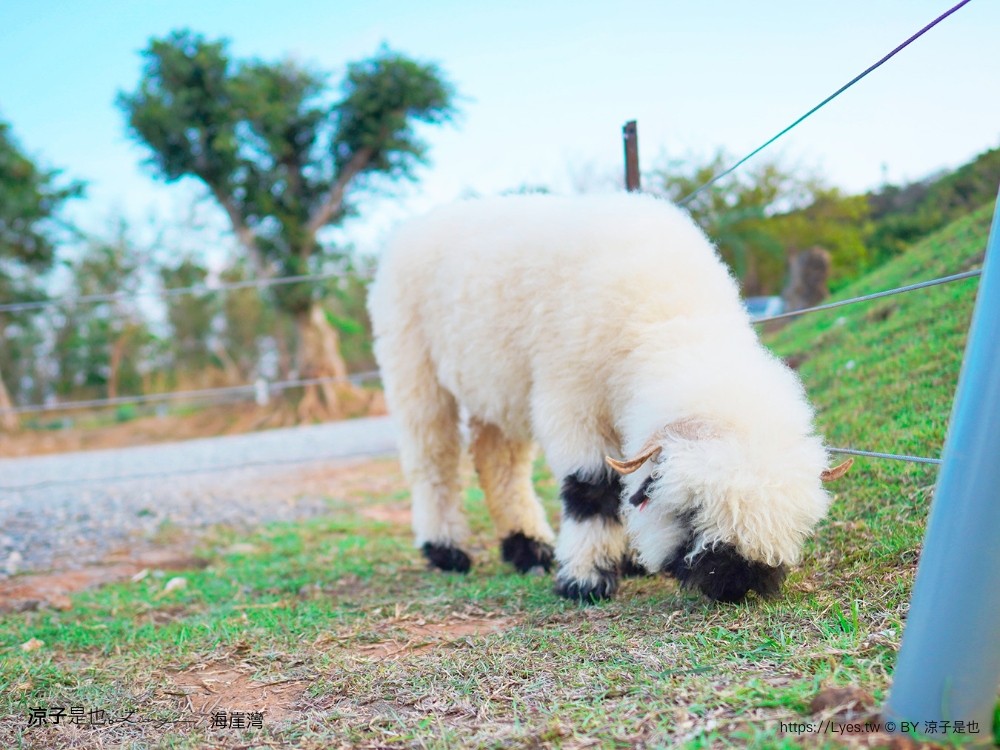 海崖灣 菜單 門票 屏東關山夕陽 墾丁景點 親子景點 墾丁海景 水豚君 草泥馬 笑笑羊