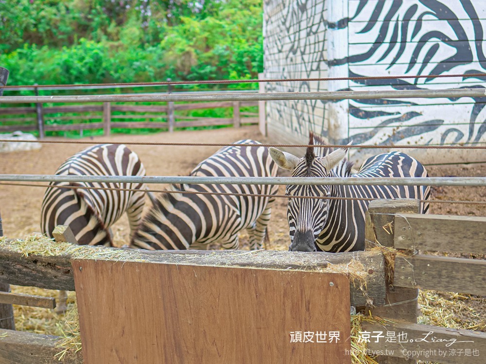 頑皮世界野生動物園攻略 門票優惠 台南親子景點 南台灣動物園 水豚君 長頸鹿 遊樂設施 戲水池