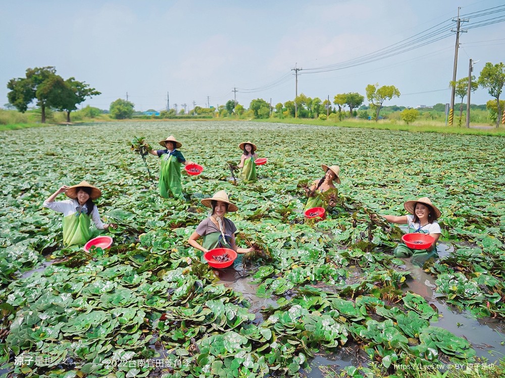 台南親子景點 2022 台南官田菱角季 官田菱角節 採紅菱體驗 划船 台南伴手禮
