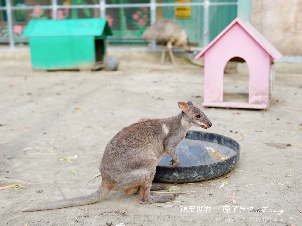 頑皮世界野生動物園攻略 門票優惠 台南親子景點 南台灣動物園 水豚君 長頸鹿 遊樂設施 戲水池