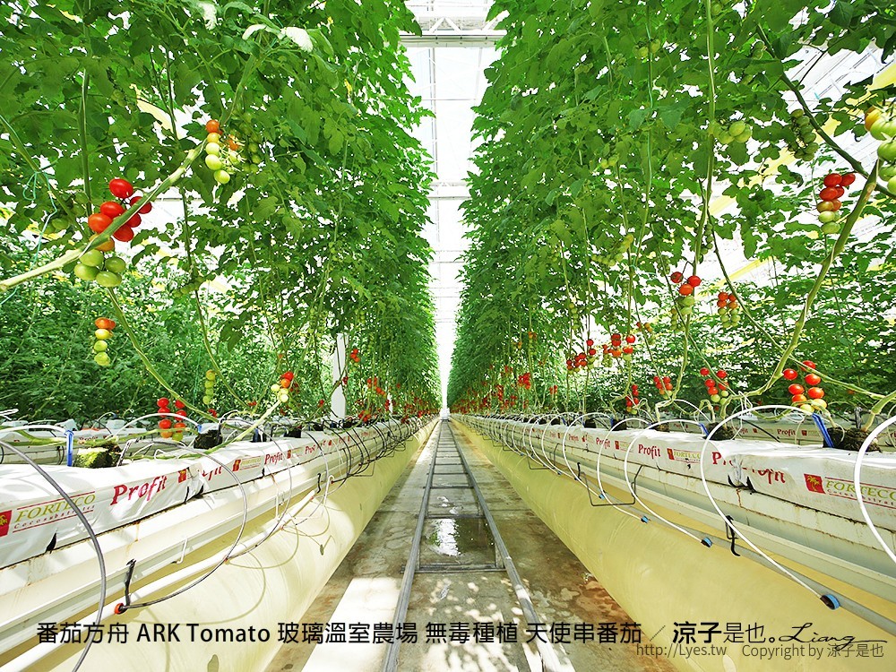 番茄方舟 ARK Tomato 玻璃溫室農場 無毒種植 天使串番茄