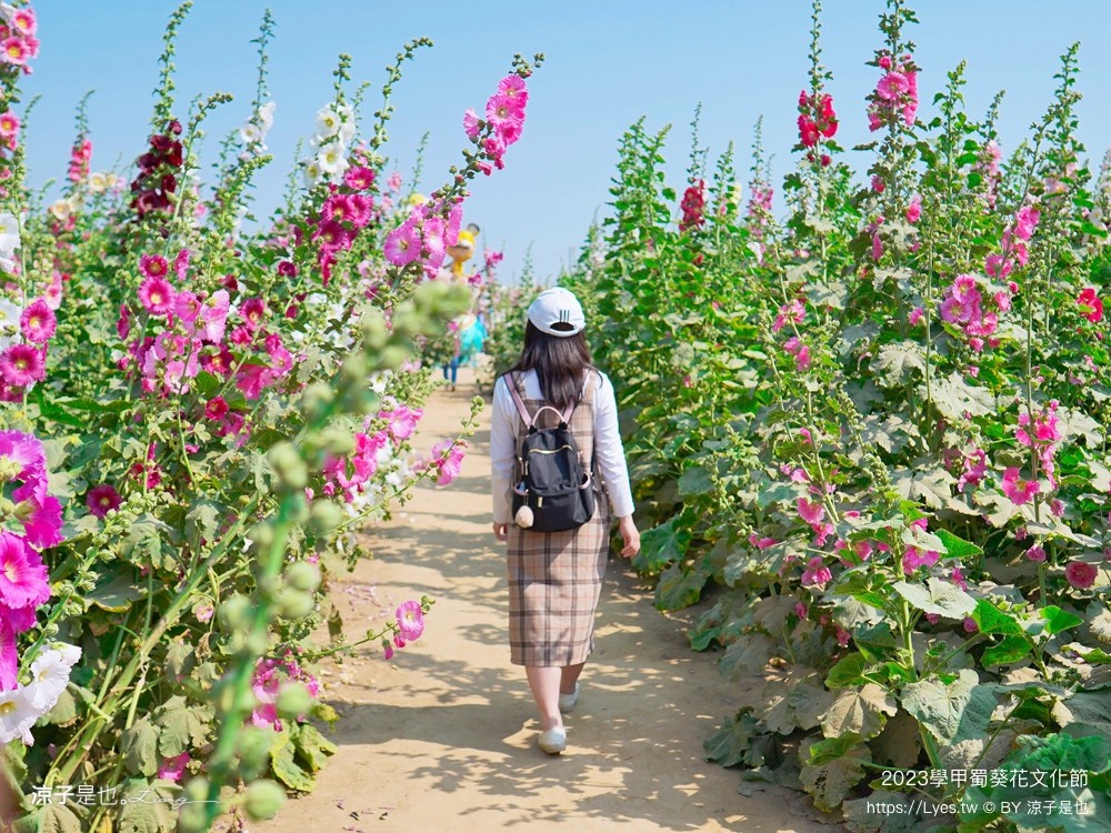 學甲蜀葵花文化節 2023 蜀葵花季 一丈紅迷宮 紫色鼠尾草 季節 花況 交通 學甲景點