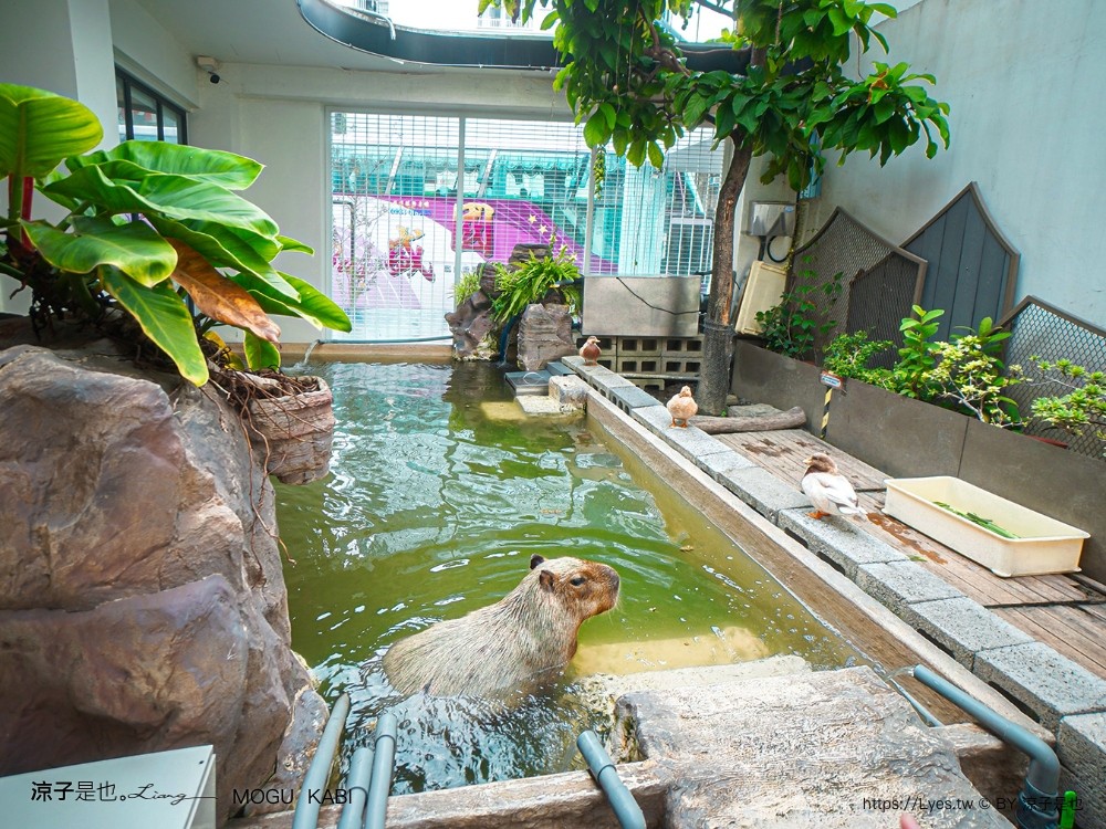 mogu kabi 豆塔專賣店 台南水豚景點 菜單 台南甜點推薦 夏威夷豆塔 台南水豚下午茶 水果塔 水豚打卡景點