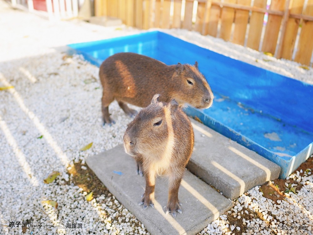 海崖灣 菜單 門票 屏東關山夕陽 墾丁景點 親子景點 墾丁海景 水豚君 草泥馬 笑笑羊