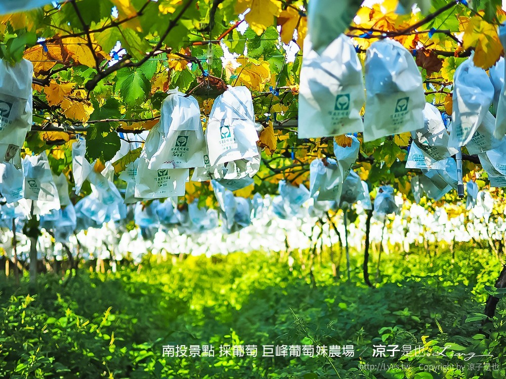 南投景點 採葡萄 巨峰葡萄妹農場
