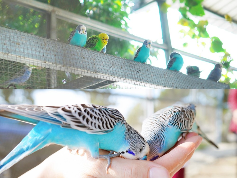 正實親子農場 門票 彰化 親子景點 撿雞蛋 氣墊樂園 溜滑梯 免費 餵小動物體驗 沙坑