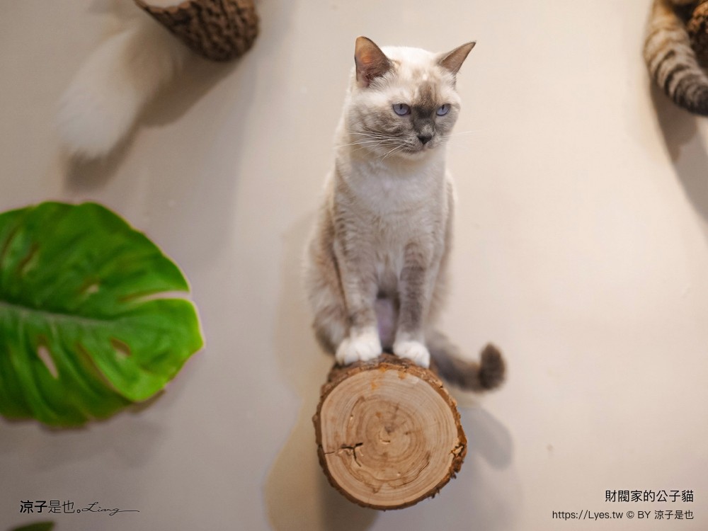 財閥家的公子貓 台南擼貓咖啡廳 台南景點推薦 狐獴 台南親子景點 室內景點 貓咪咖啡館 浣熊 狐獴 袋鼠 球蟒 雪貂 守宮
