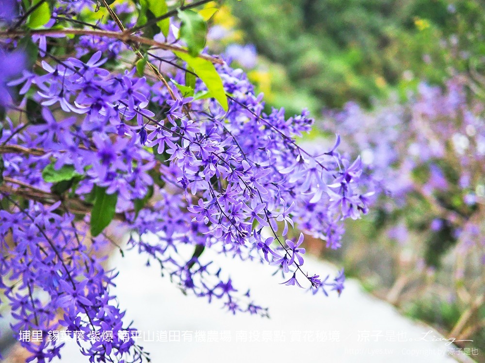 埔里 錫葉藤 紫爆 南平山道田有機農場 南投景點 賞花秘境