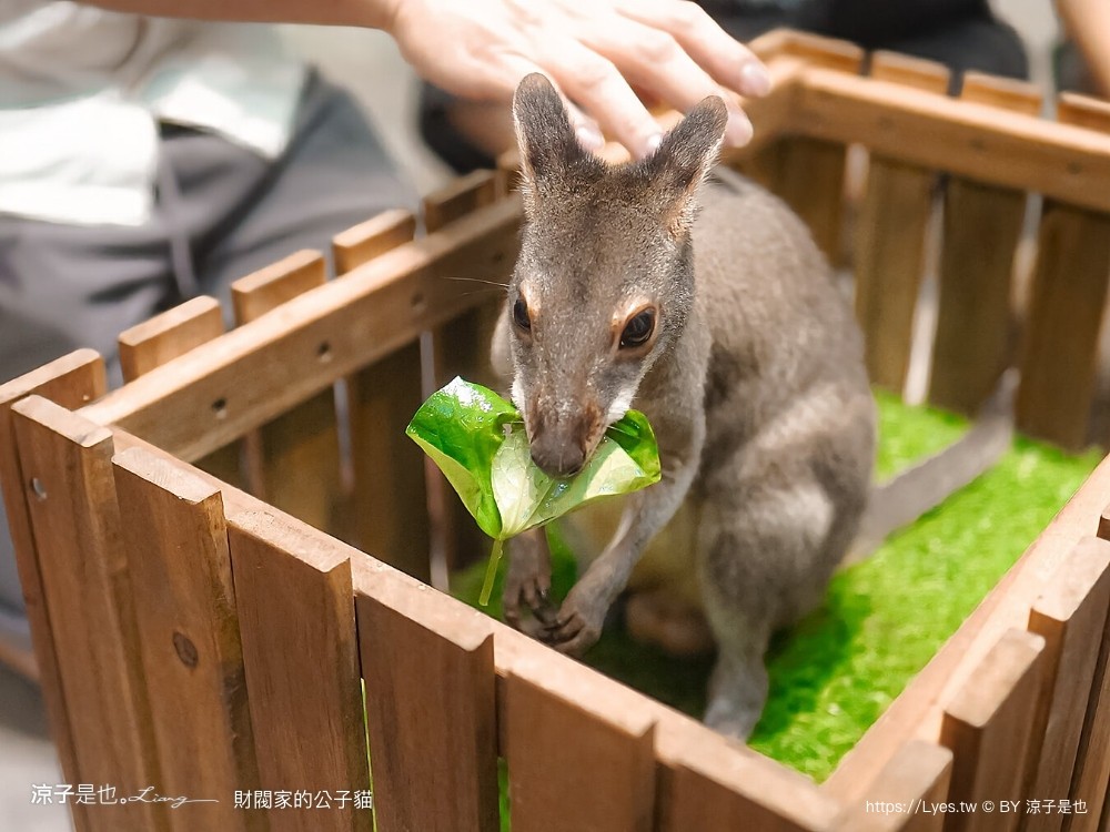 財閥家的公子貓 台南擼貓咖啡廳 台南景點推薦 狐獴 台南親子景點 室內景點 貓咪咖啡館 浣熊 袋鼠 球蟒 雪貂 守宮