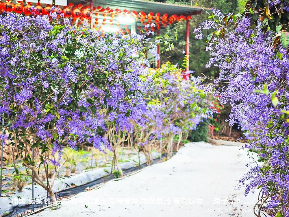 埔里 錫葉藤 紫爆 南平山道田有機農場 南投景點 賞花秘境
