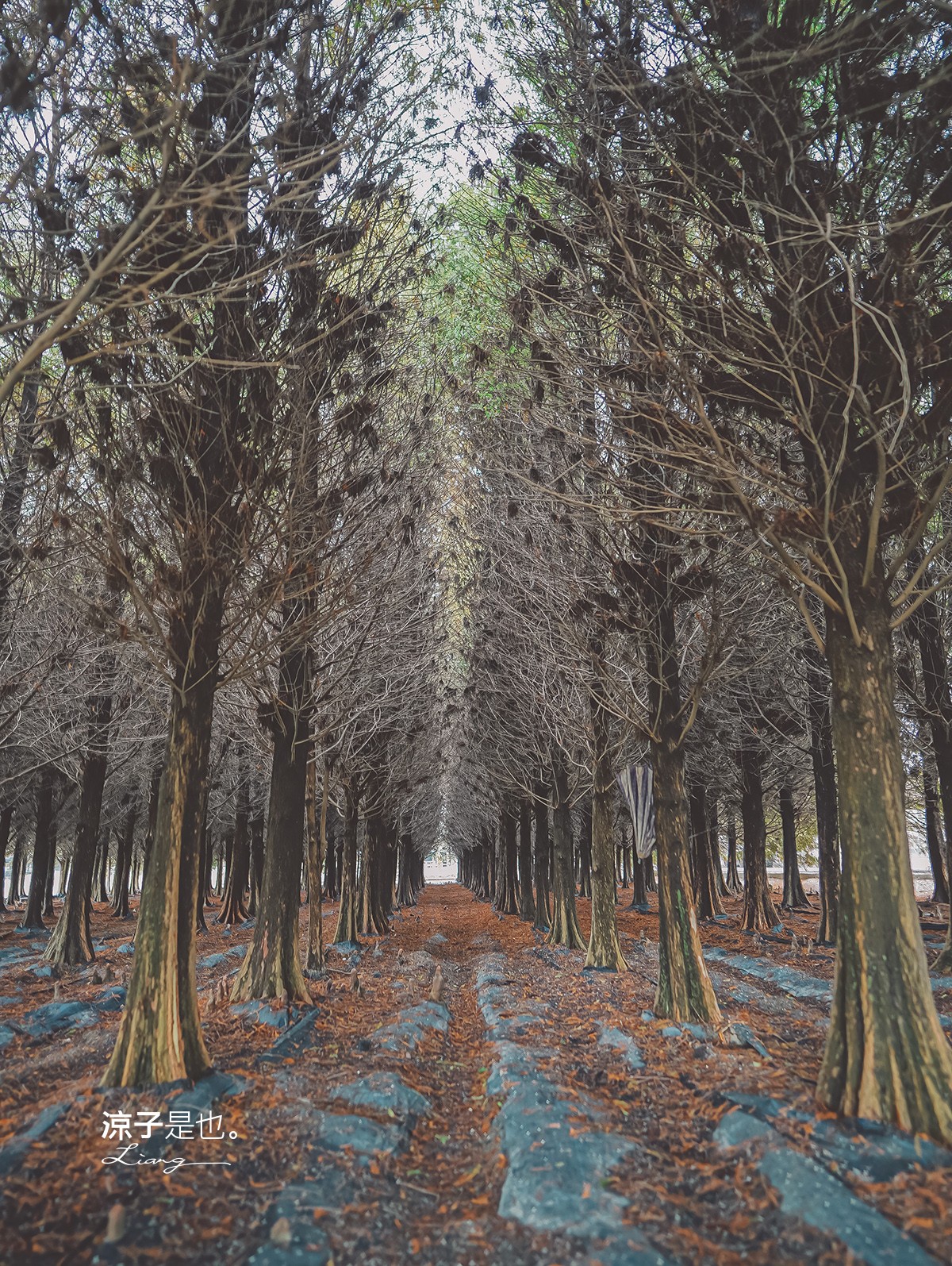 台南六甲落羽松森林秘境 台南景點 親子 2022 交通 停車場 台南一日遊 季節